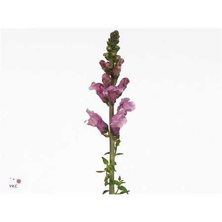 Antirrhinum Costa Su Laven c157