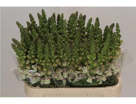 Antirrhinum Maryl Purple Vein c158