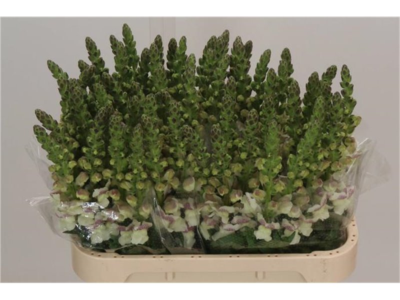 Antirrhinum Maryl Purple Vein c158