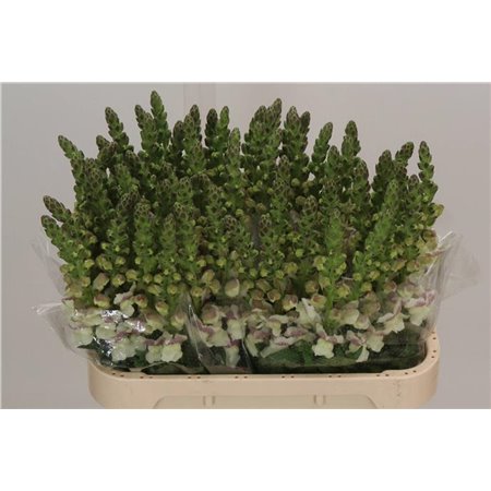 Antirrhinum Maryl Purple Vein c158