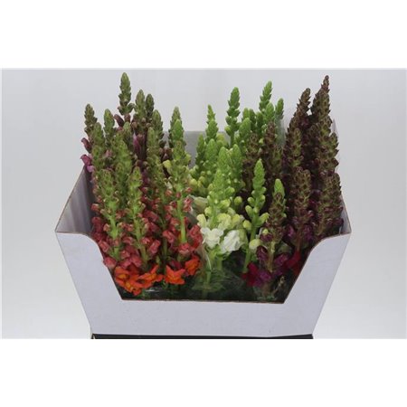 Antirrhinum Mixed c161