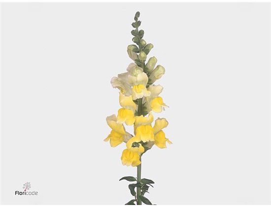 Antirrhinum Opus Yellow c162
