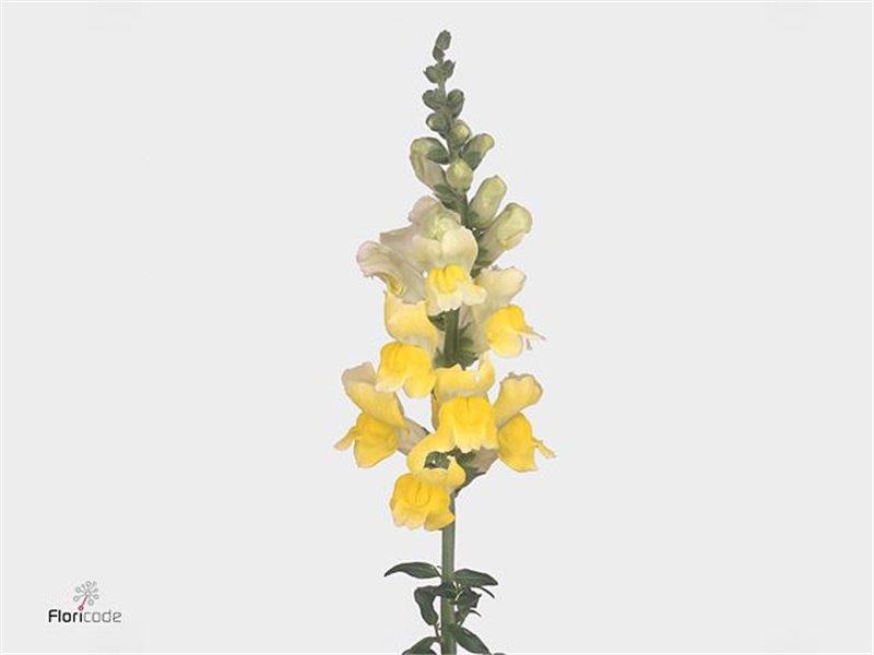 Antirrhinum Opus Yellow c162