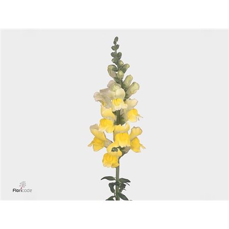 Antirrhinum Opus Yellow c162
