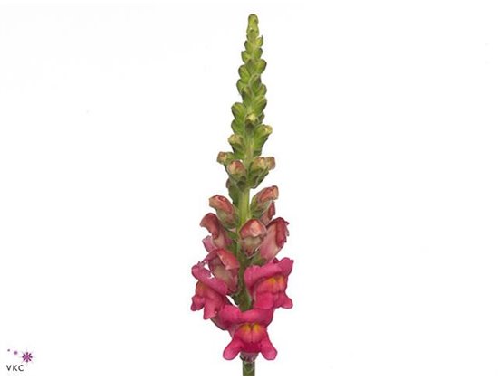 Antirrhinum Poto Cherry Rose c163