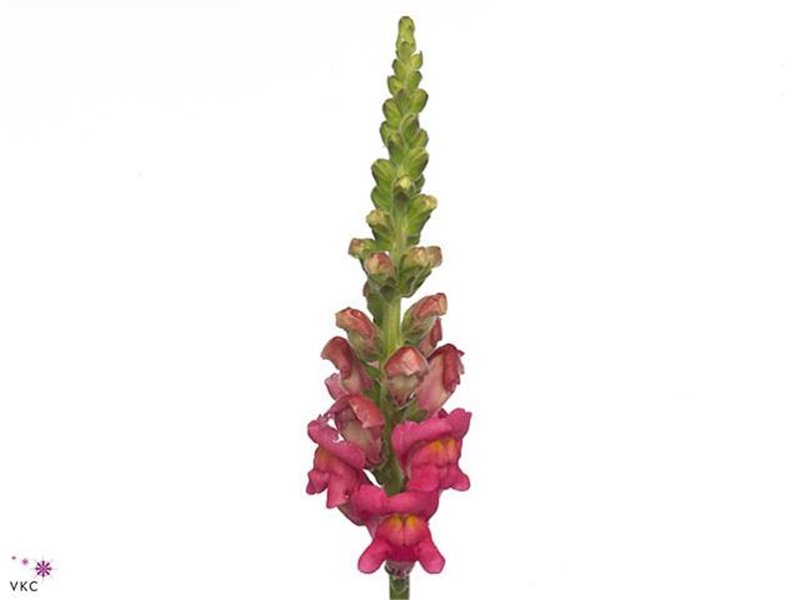 Antirrhinum Poto Cherry Rose c163