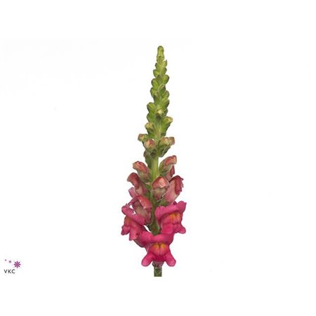Antirrhinum Poto Cherry Rose c163