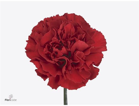 Nagelj Red Gransole 50cm c570