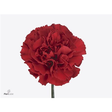 Nagelj Red Gransole 50cm c570