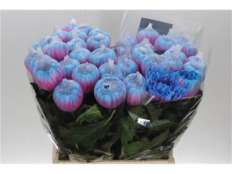 Marjetka deco Antonov Dyed Bubblegum c686