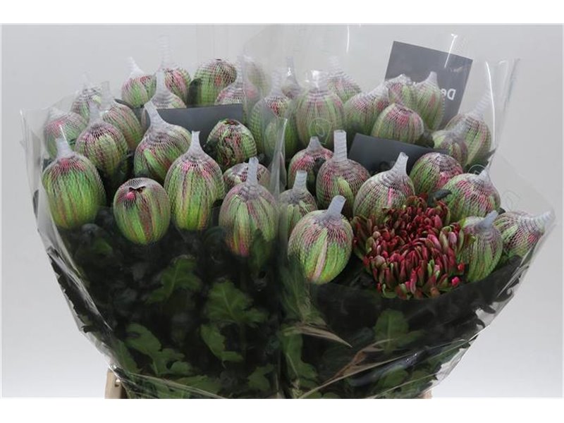 Marjetka deco Antonov Dyed hydrangea c689