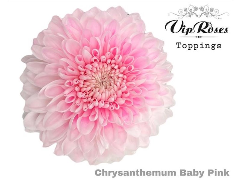 Marjetka deco Baby Pink c699