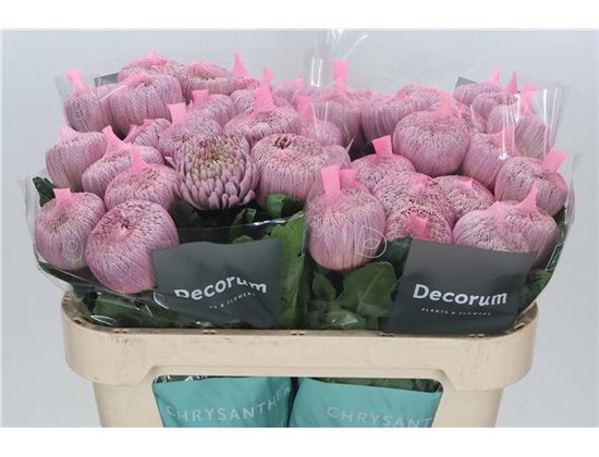 Marjetka deco Couture c703