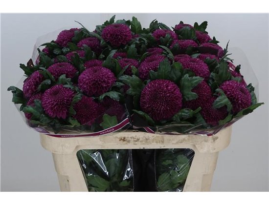 Marjetka deco Roxo c724