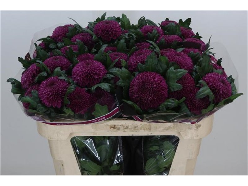 Marjetka deco Roxo c724