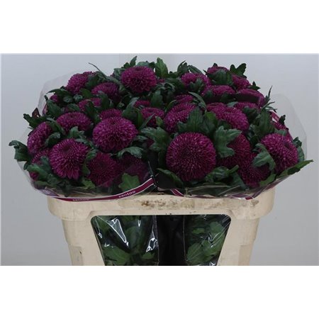 Marjetka deco Roxo c724