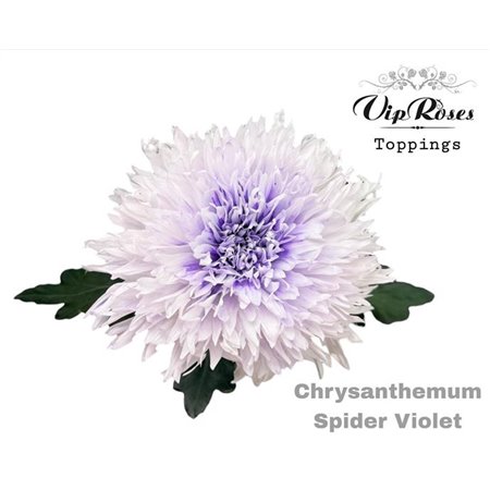Marjetka deco Spider Violet c734