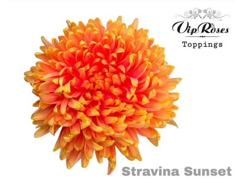 Marjetka deco Stravina Sunset c737