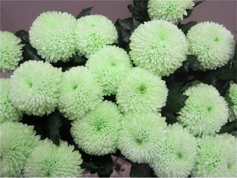 Marjetka deco Superbowl Sweet Green c741
