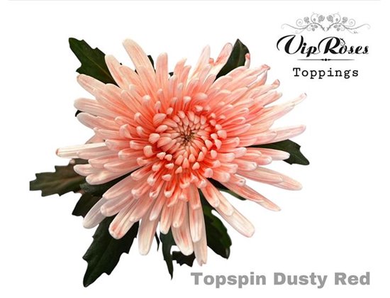 Marjetka deco Topspin Dusty Red c753