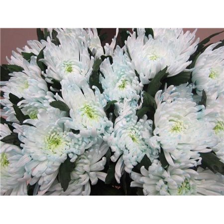 Marjetka deco Topspin G Sweet Blue c759