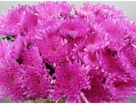 Marjetka deco Topspin Pastel Cerise c765