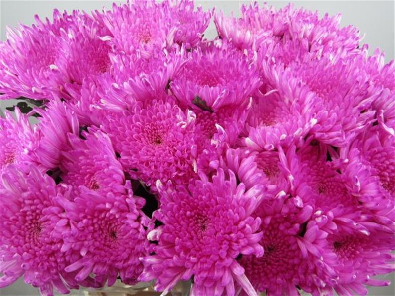 Marjetka deco Topspin Pastel Cerise c765