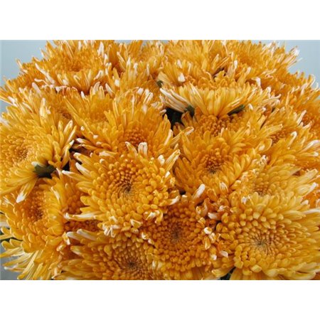Marjetka deco Topspin Pastel Orange c767