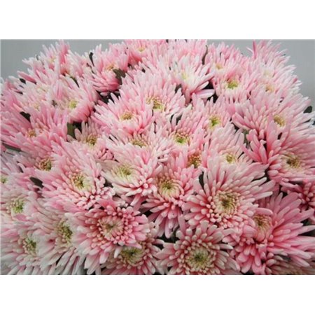 Marjetka deco Topspin Pastel Pink c768
