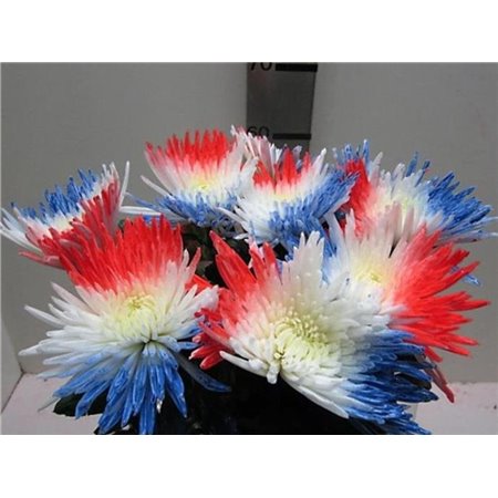 Marjetka deco Topspin Wk Hup Holland Hup c771