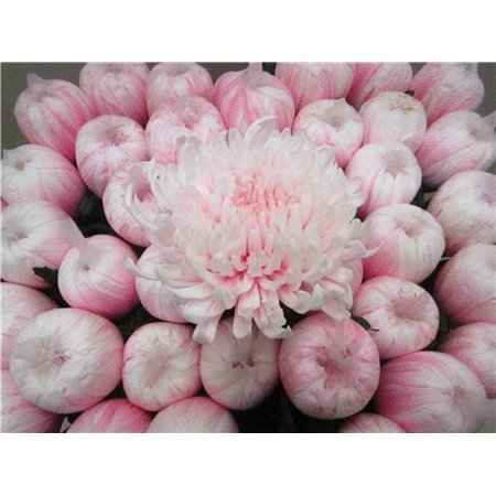 Marjetka deco Tutu Pastel Pink c782