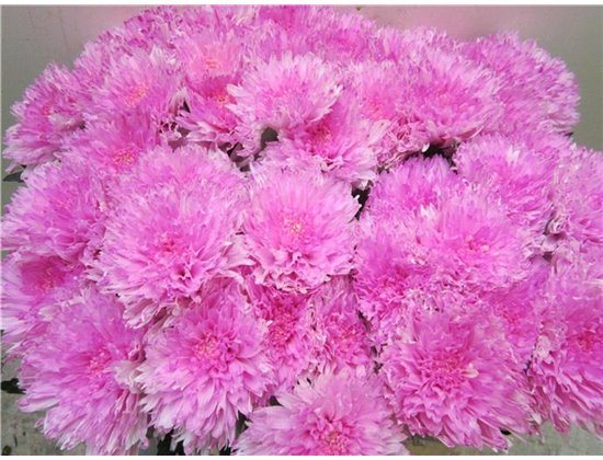 Marjetka deco Undercover Pastel Cerise c785