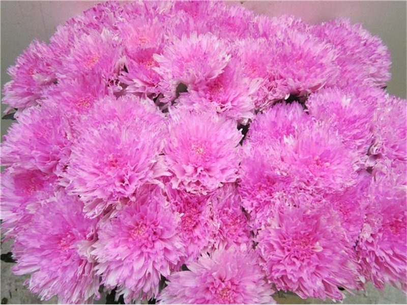 Marjetka deco Undercover Pastel Cerise c785