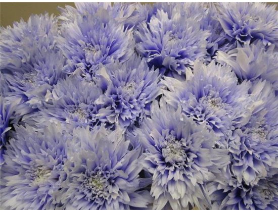 Marjetka deco Undercover Pastel Lilac c786