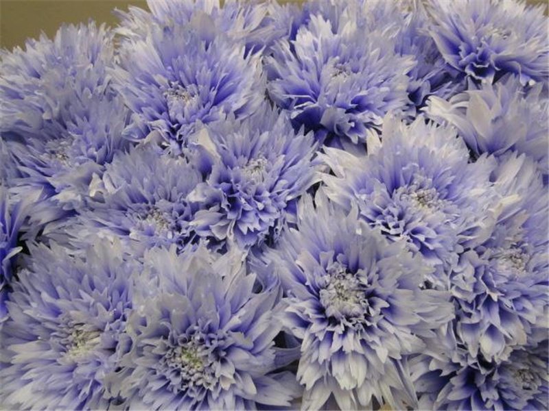 Marjetka deco Undercover Pastel Lilac c786