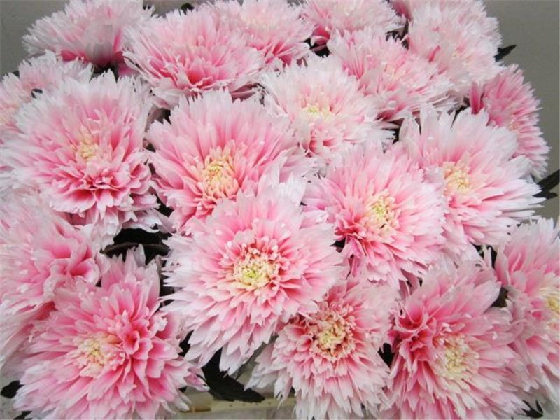 Marjetka deco Undercover Pastel Pink c788