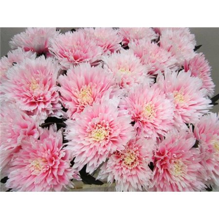 Marjetka deco Undercover Pastel Pink c788
