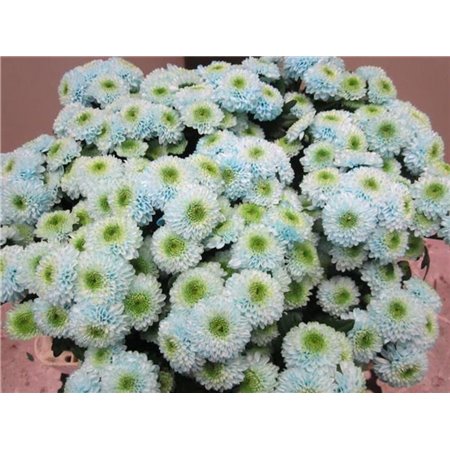 Marjetka santini Ferry Sweet Blue c806