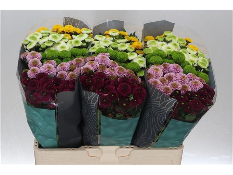 Marjetka santini Pompon Mixed in Bunch c825