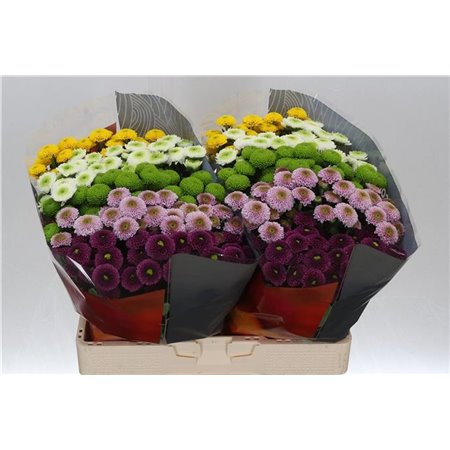 Marjetka santini Pompon Mixed in Bunch c826