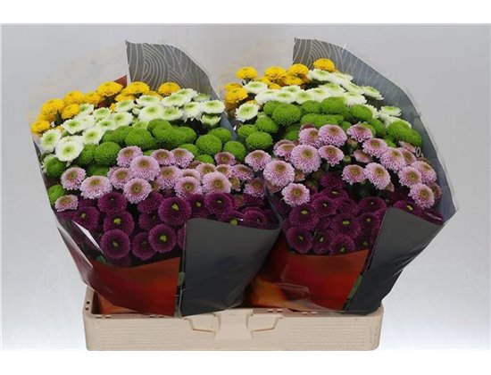 Marjetka santini Pompon Mixed in Bunch Xl c827