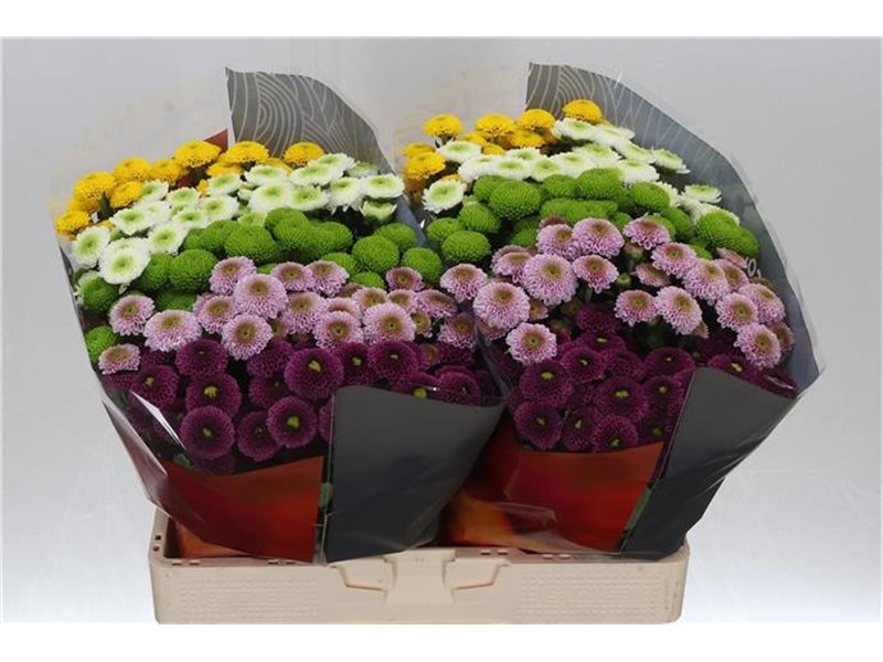 Marjetka santini Pompon Mixed in Bunch Xl c827