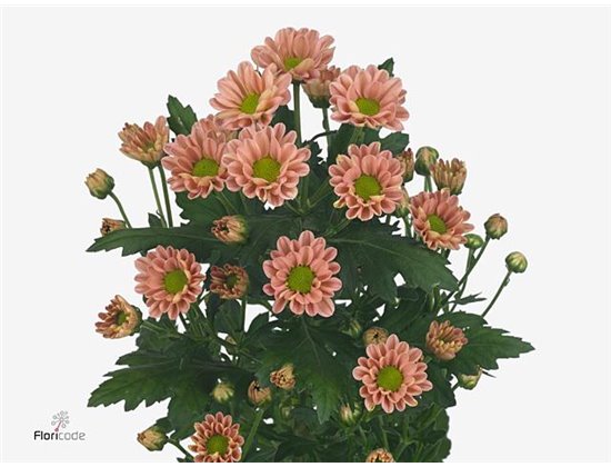 Marjetka santini Rossi Pink c834