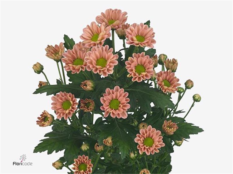 Marjetka santini Rossi Pink c834