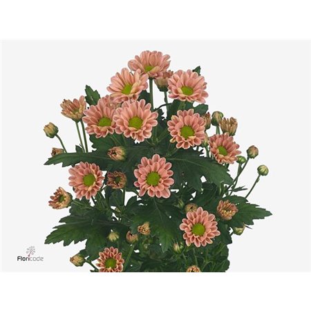 Marjetka santini Rossi Pink c834