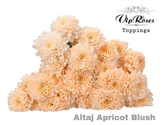 Marjetka T Altaj Apricot Blush c845