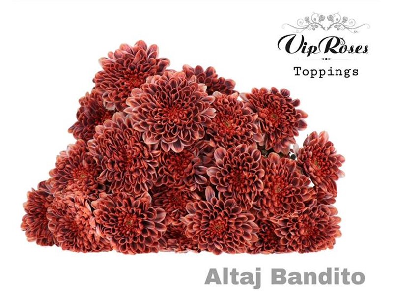 Marjetka T Altaj Bandito c847
