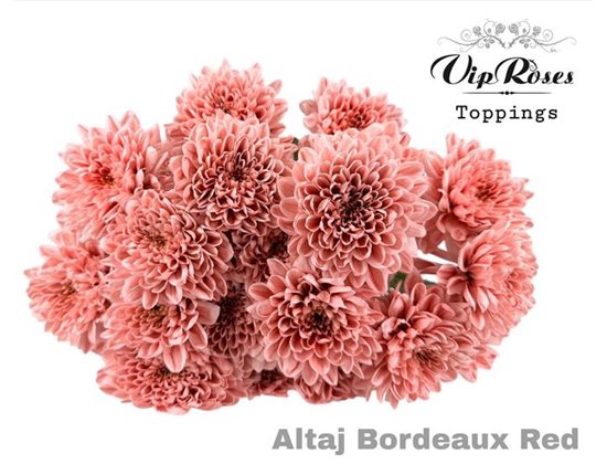 Marjetka T Altaj Bordeaux Red c853