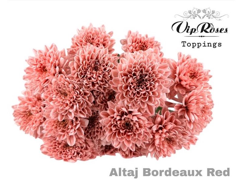 Marjetka T Altaj Bordeaux Red c853
