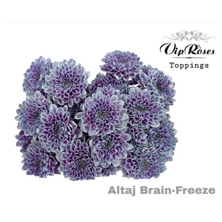 Marjetka T Altaj Brain Freeze c854